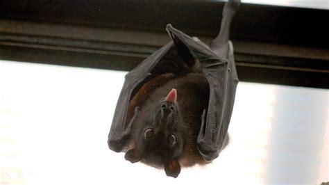 窗戶形狀 蝙蝠跑進家裡怎麼辦